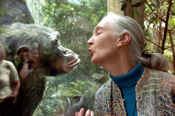 Jane Goodall Net Worth, Age, Height, Bio, Birthday, Wiki!