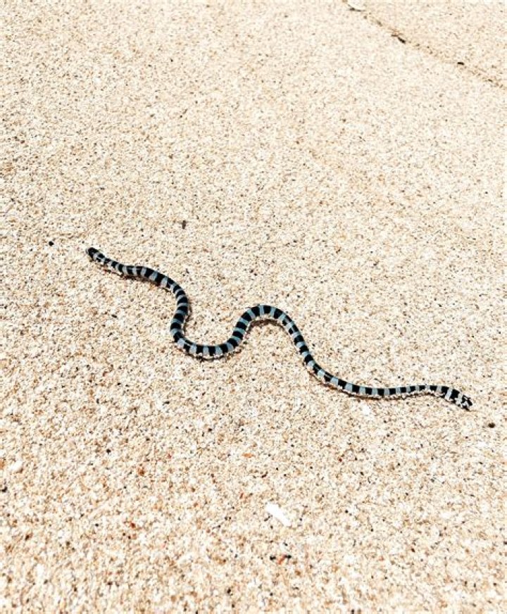 The Truth About The Haunting Belcher's Sea Snake