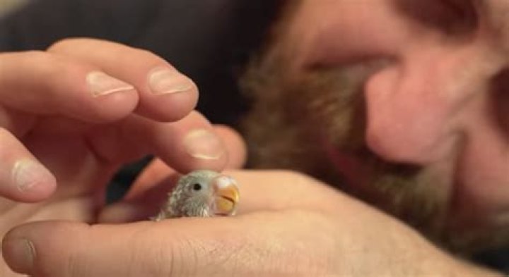 Tiny egg rescue: Hatching and raising a baby budgie