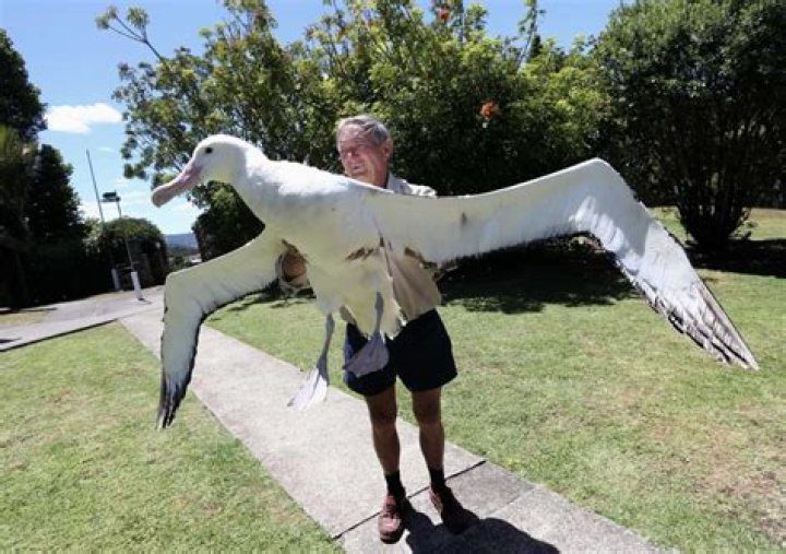 Unlocking The Enigmatic Connection: Wandering Albatrosses And Humans