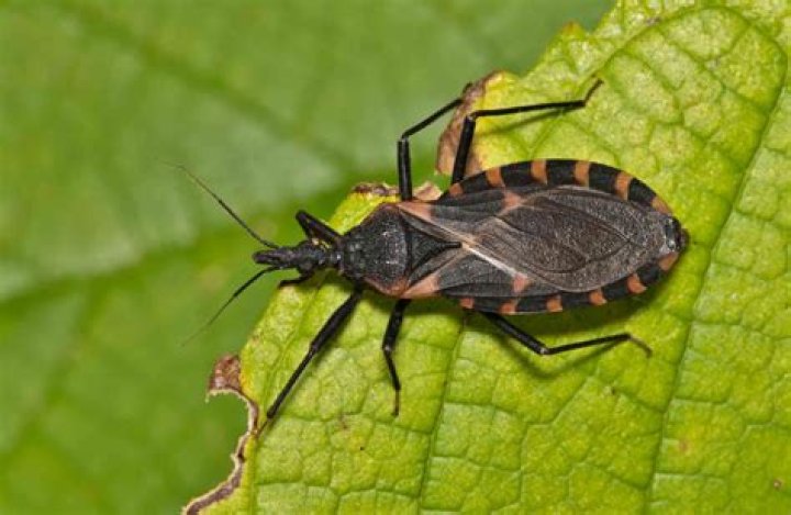 Unveiling The Enigma Of Chagas Disease: Dr. Murillo-Rohde's Pioneering Work