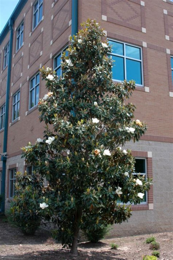 Unveiling The Secrets Of Emma Magnolia Height: Discoveries And Insights