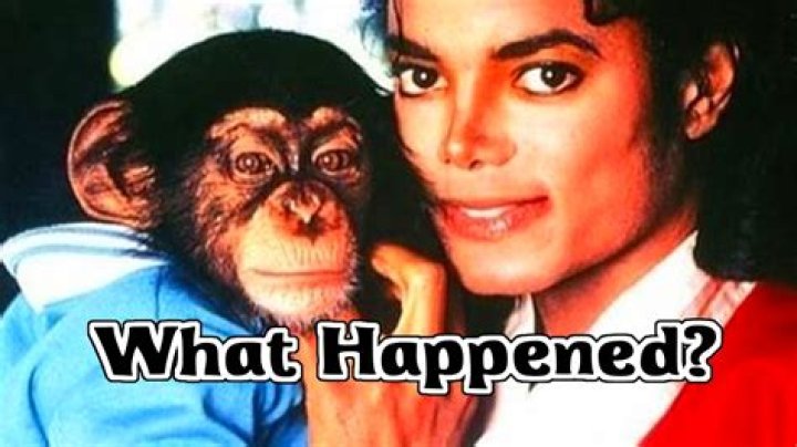 Whatever Happened To Michael Jackson's Pet Chimp Bubbles?